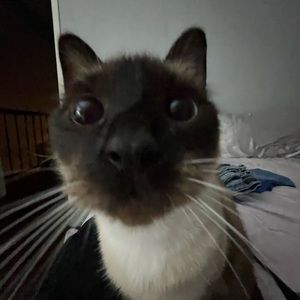 Meet your Posher, Sam